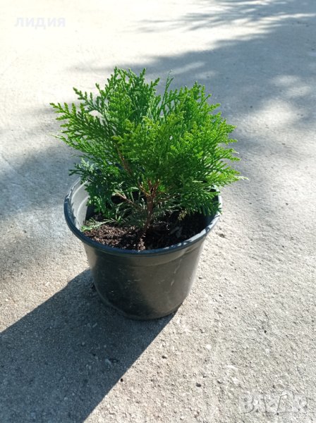 Кълбовидна туя Даника , снимка 1