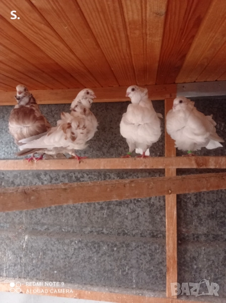 Чайки , снимка 1