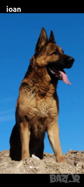 мъжка,Немска овчарка за разплод, снимка 1