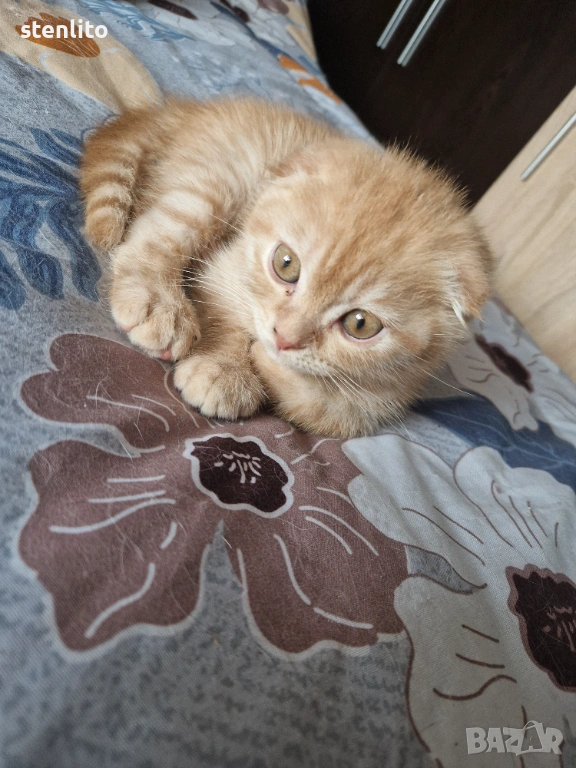 Шотландски клепоухи бебета , снимка 1