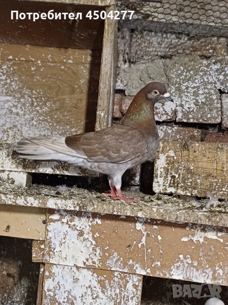 Свободни гълъби, снимка 1