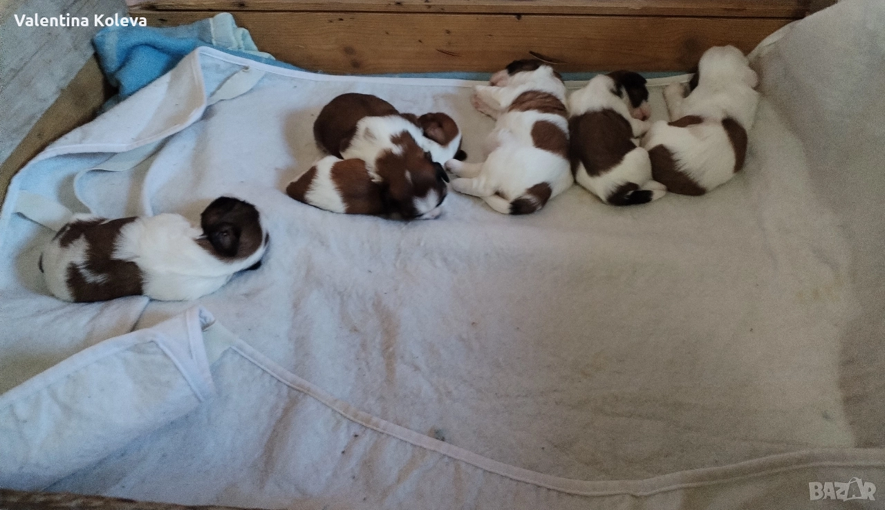 Малки кученца порода Ши Тцу , снимка 1