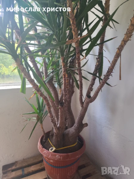 Палма Юка , снимка 1