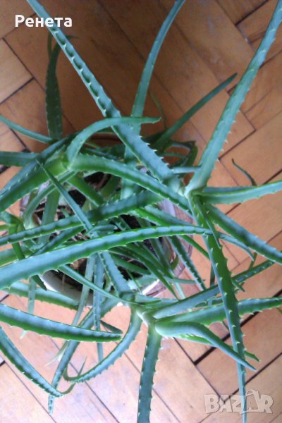 Алое, снимка 1