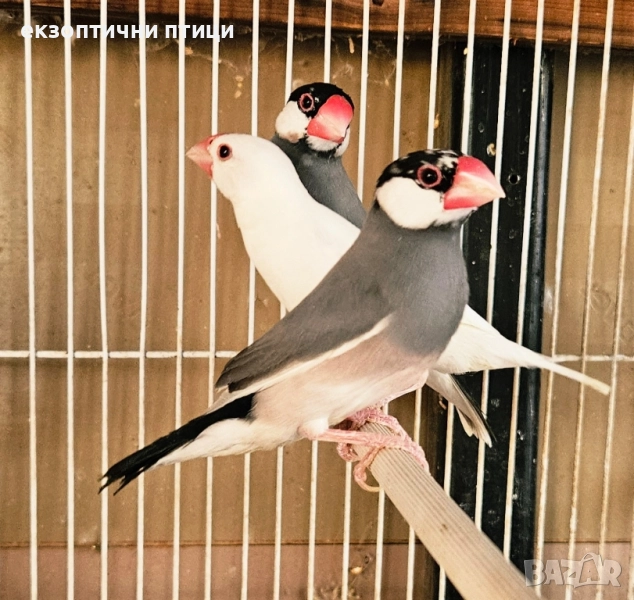 Продавам Оризарки , снимка 1