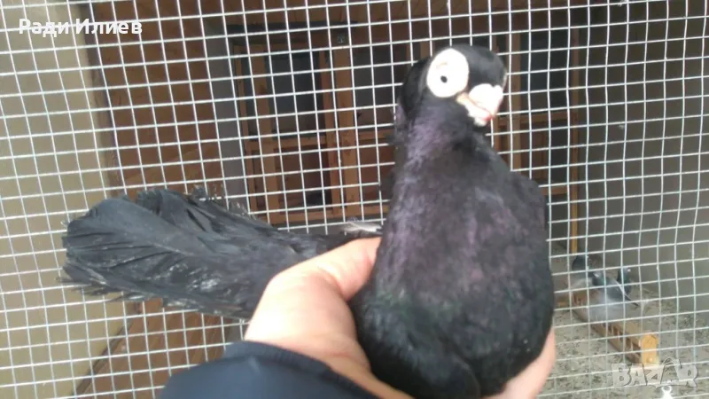 Плевенски гълъби за ценители, снимка 1