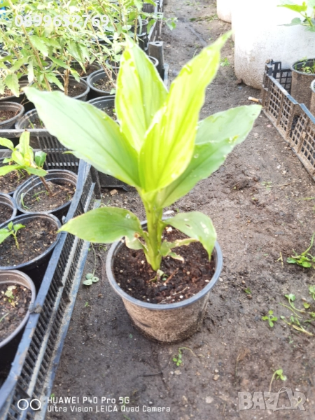 Куркума, снимка 1