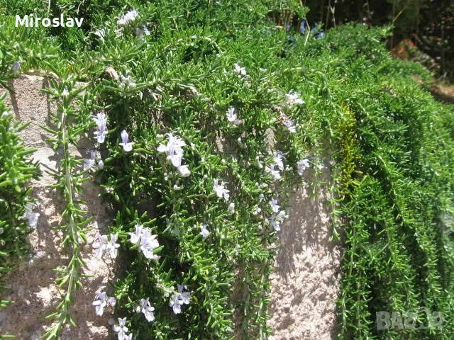 Розмарин (Каскаден), снимка 6 - Градински цветя и растения - 51188927