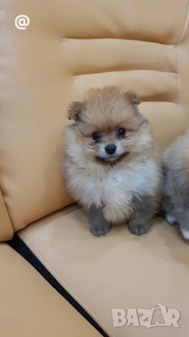 Померан померанчета Гр. София снимки от днес 05.12.2025г, снимка 14 - Померан - 52665938