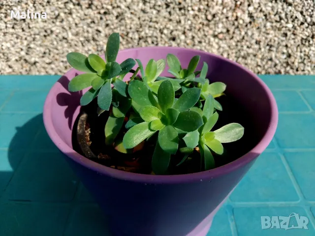 Седум Палмери, снимка 4 - Градински цветя и растения - 49446517