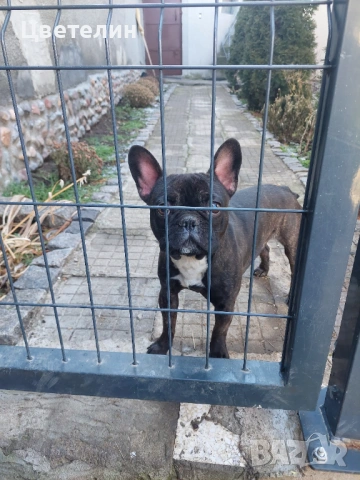 Френски булдог, снимка 3 - Френски булдог - 53106288