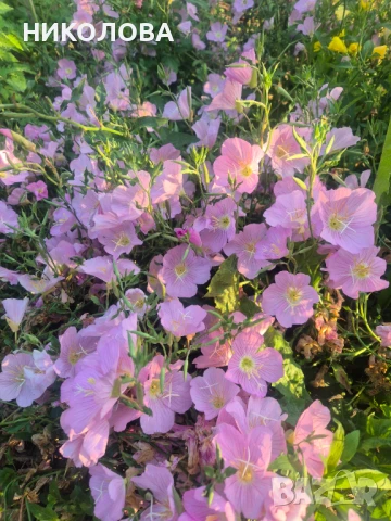 ЙОНОТЕРА, снимка 2 - Градински цветя и растения - 50840883