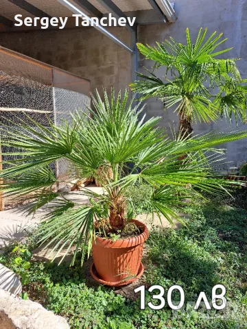Бананови палми и др, снимка 4 - Градински цветя и растения - 47992799