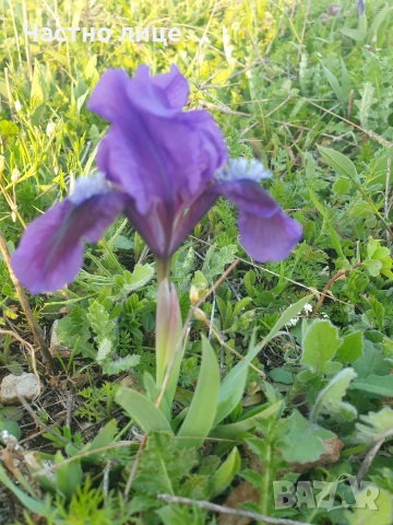 Мини ирис/джудже/перуника, снимка 10 - Разсади - 54168015
