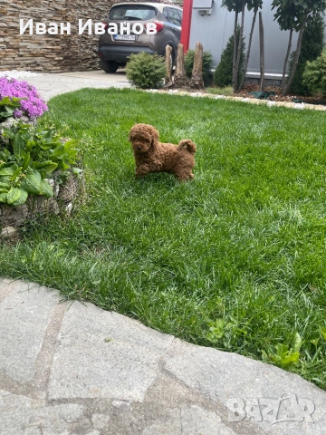 Той мини пудел, снимка 9 - Пудели - 54253460