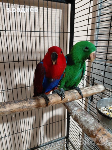 Бебета еклектус, снимка 2 - Папагали - 54266652