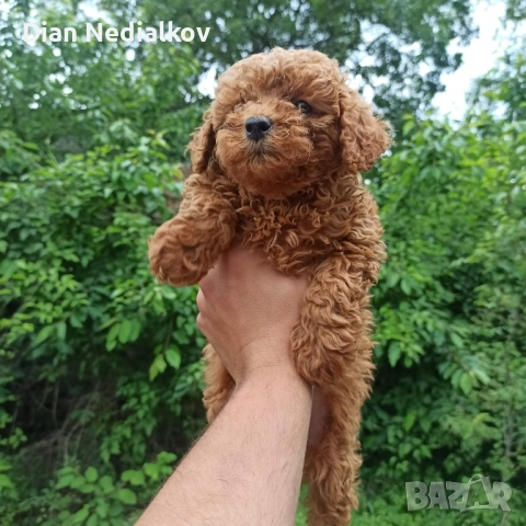 Той пуделчета родословие , снимка 2 - Пудели - 51363654