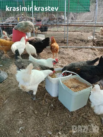 продавам кокошки и петли, снимка 4 - Кокошки и пуйки - 56325425