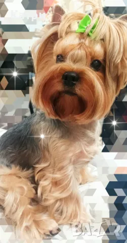 Йорки / Йоркширски териер, снимка 3 - Йоркширски териер - 48384249