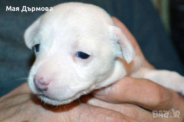 джак -ръсел териер с родословие, снимка 15 - Джак ръсел териер - 54152371