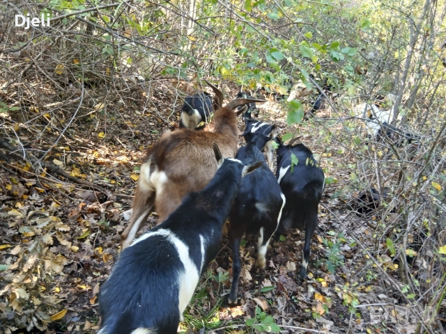 Продавам кози, снимка 5 - Кози - 51052138