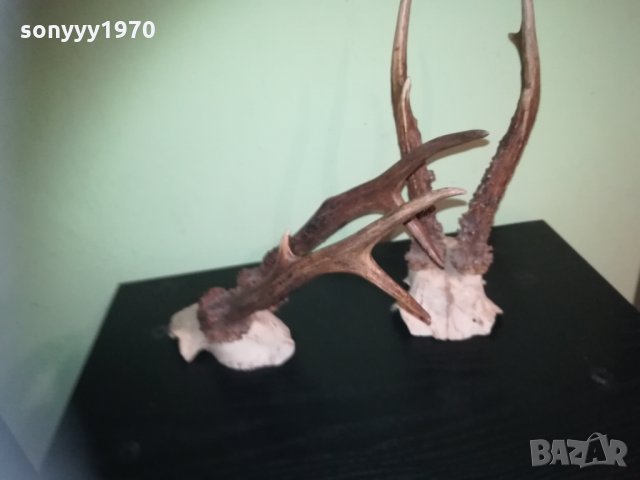 рога-2 чифта-внос швеция 2310201843, снимка 16 - Колекции - 30531821