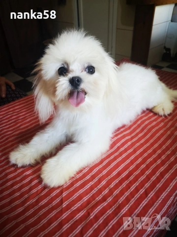 малтизер за разплод, снимка 3 - Търси партньор - 51817816