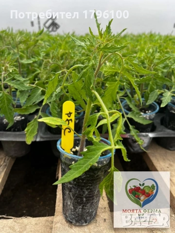 Разсад - домати, пипер, краставици, снимка 4 - Разсади - 54341369