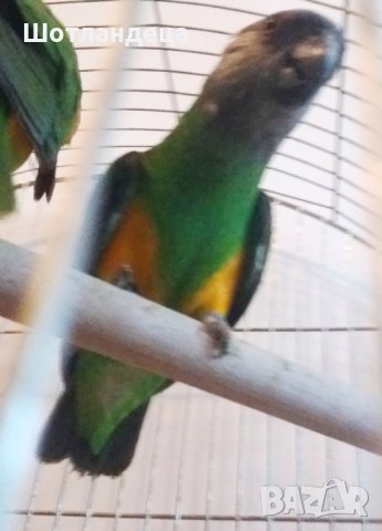 Сенегалски папагали-чифт, снимка 4 - Папагали - 42103487