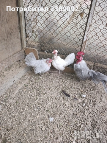 Голошийки бантам 