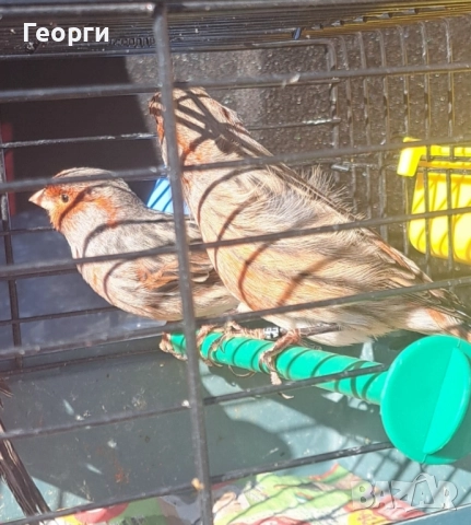 Канари черно-червена мозайка, снимка 3 - Канари - 52105343