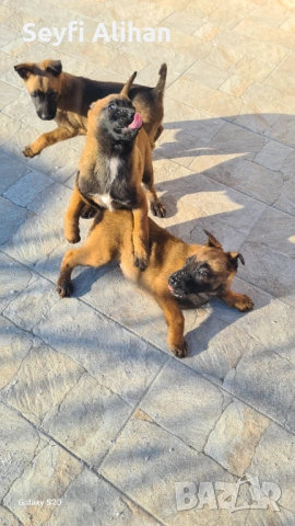 Малиноа, снимка 3 - Белгийска овчарка - 53192707