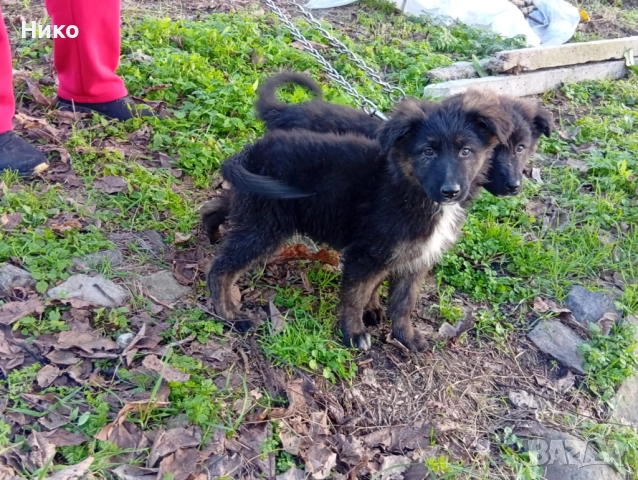 Женска немска овчарка , снимка 13 - Немска овчарка - 52702916