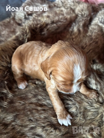 Английски кокер шпаньолчета, снимка 2 - Шпаньоли - 54153840