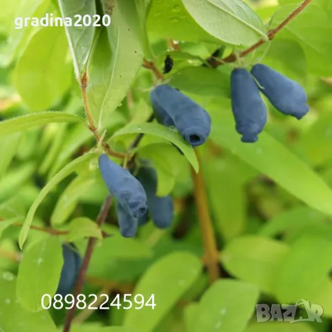 Лоницера Камчатика Зойка - Майска боровинка