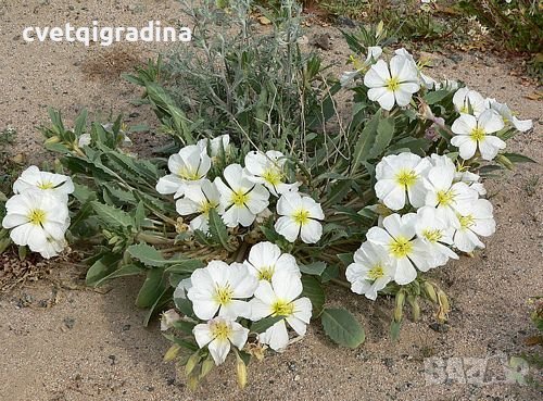 Oenothera macrocarpa white(Бяла йонотера), снимка 3 - Градински цветя и растения - 42494752