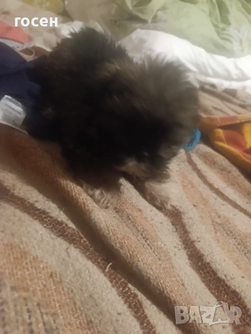 Куче, снимка 2 - Други - 53209848