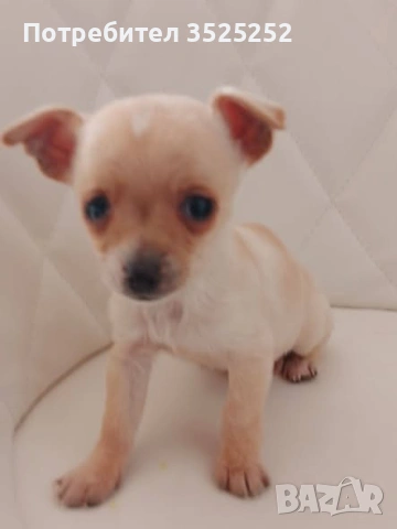 МОМЧЕНЦЕ  КОЕТО  ЩЕ ОСТАНЕ С ДЖОБНИ РАЗМЕРИ НА 2 М.  С 1-ВА  ВАКСИНА !, снимка 2 - Пинчер - 53132853