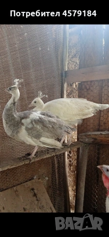 паунчета паунчета 