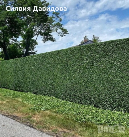 0.70лв. Лигуструм на гол корен, снимка 11 - Градински цветя и растения - 52189521