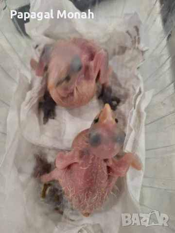 Ръчно хранени папагали Монах и Амазони , снимка 5 - Папагали - 50716877