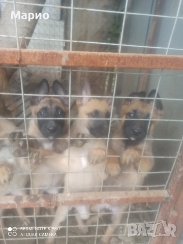продавам белгийски овчарка