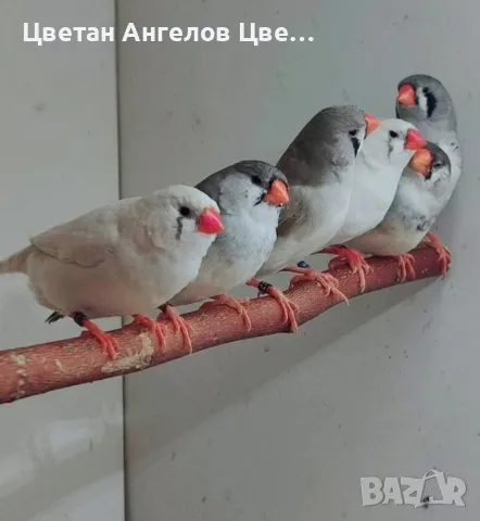 Продавам изложбени зеброви амадини , снимка 6 - Амадини - 46700240