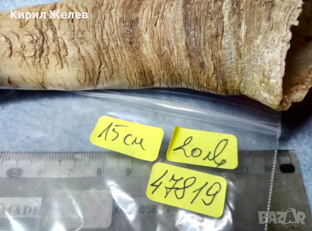 Стар БИВОЛСКИ ГОВЕЖДИ РОГ За КОЛЕКЦИЯ ТЕМАТИЧНА ДЕКОРАЦИЯ 47819, снимка 11 - Антикварни и старинни предмети - 47971805