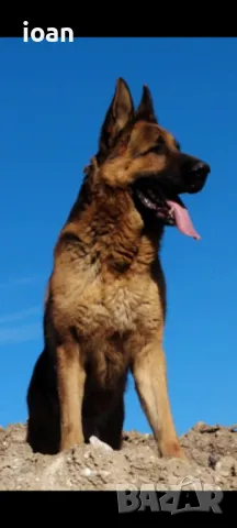 мъжка,Немска овчарка за разплод, снимка 1