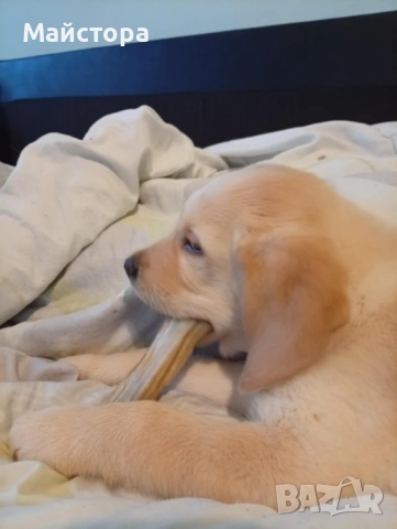 Лабрадор Ретривър , снимка 10 - Лабрадор ретривър - 53240289