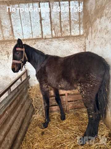 Конче , снимка 4 - Други - 54244590