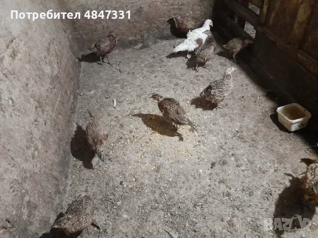 Фазани.                 ., снимка 3 - други­ - 56254213