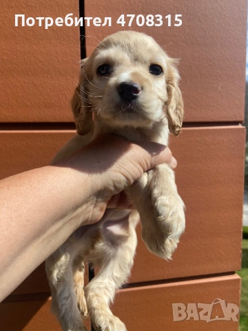 Кокер шпаньол момче карамел ваксина, снимка 8 - Кокер шпаньол - 54134063