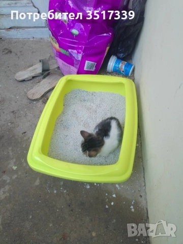 Подарявам коте, снимка 5 - Други - 52048338
